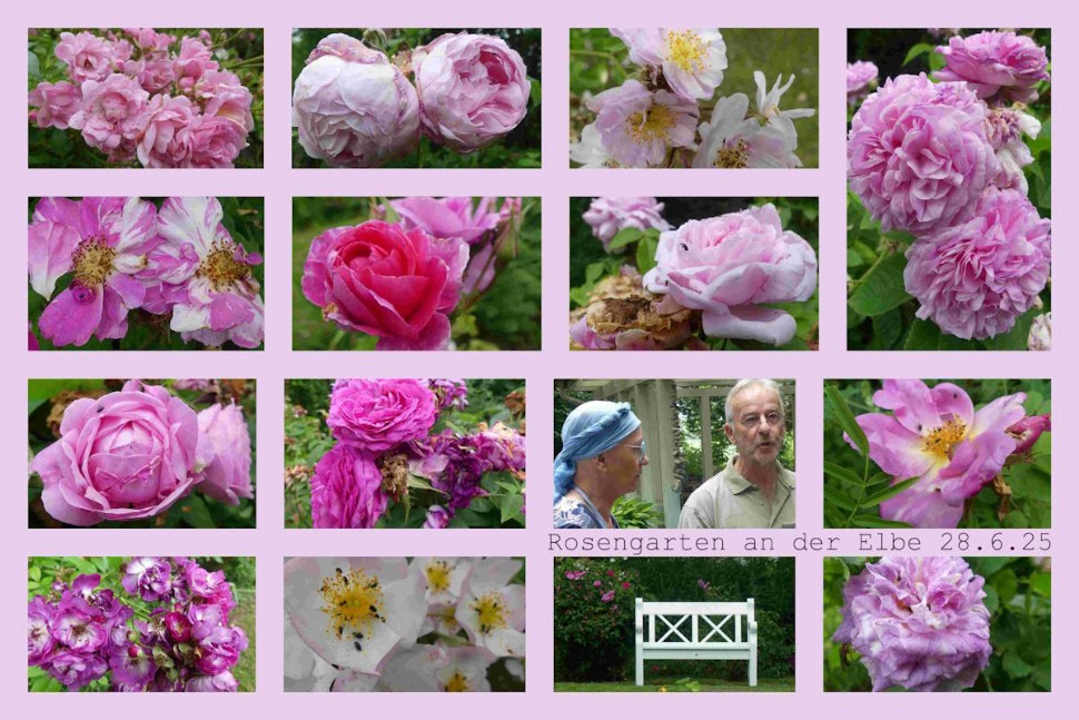 Collage von verschiedenen Rosenblüten in lila Farbtönung